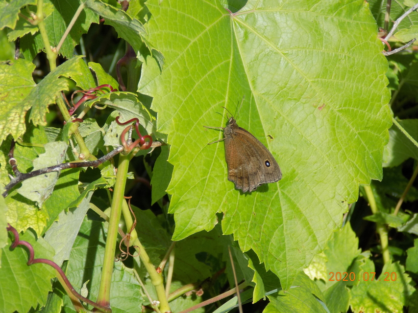 Minois dryas - fekete szemeslepke Minois dryas - fekete szemeslepke