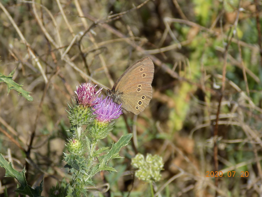 Aphantopus hyperanthus - közönséges ökörszemlepke