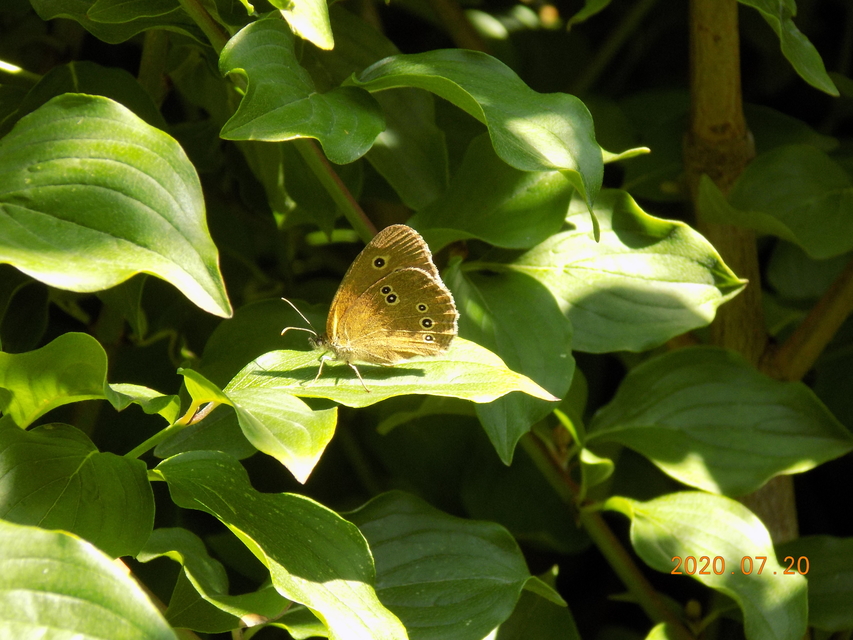 Aphantopus hyperanthus - közönséges ökörszemlepke