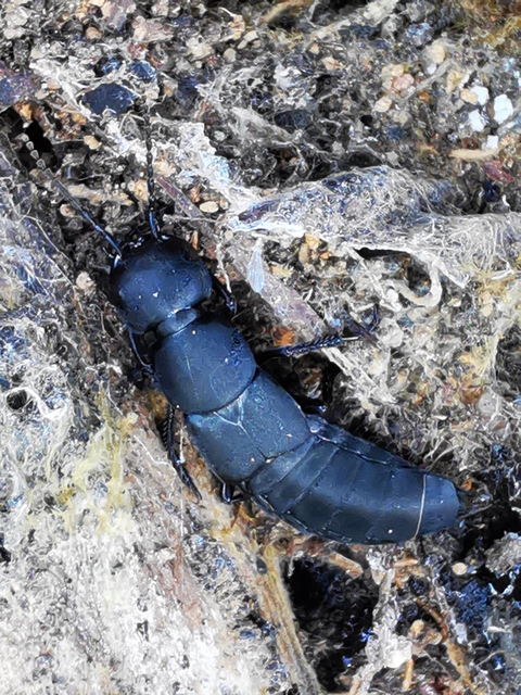 Ocypus ophthalmicus - kék holyva