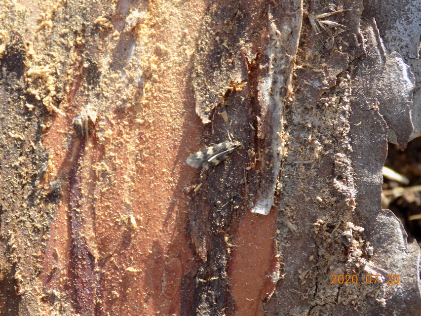 Oegoconia