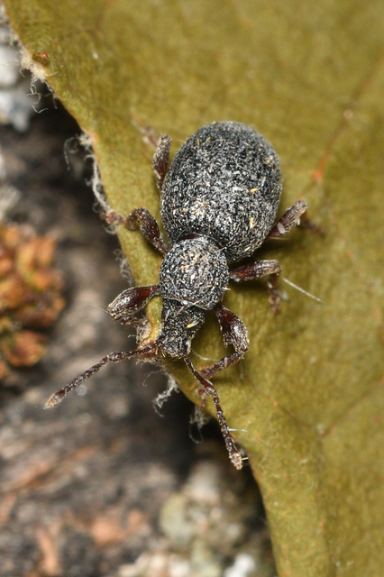 Otiorhynchus ovatus - apró gyalogormányos
