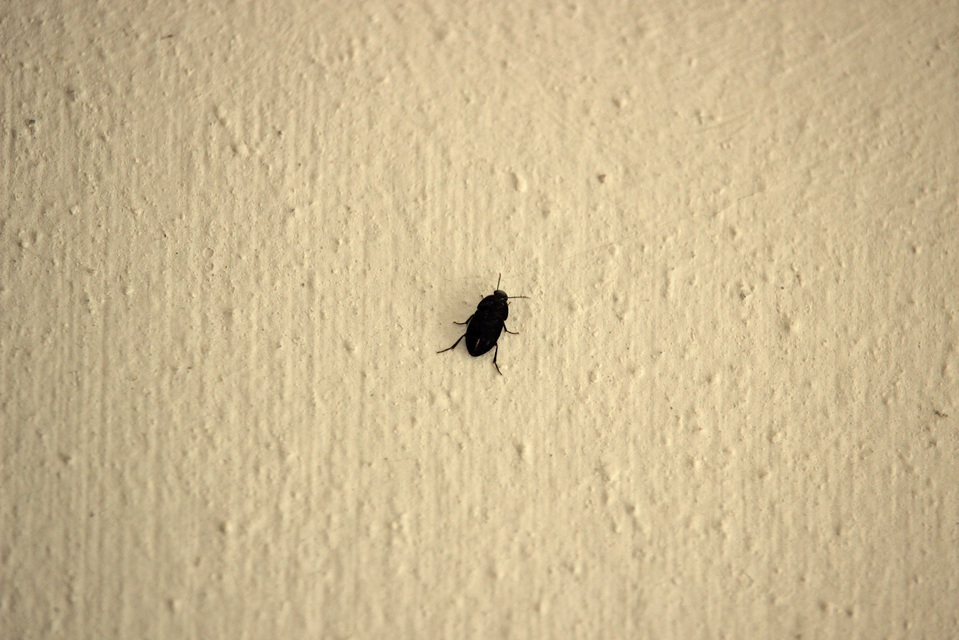 Crypticus quisquilius - fürge gyászbogár