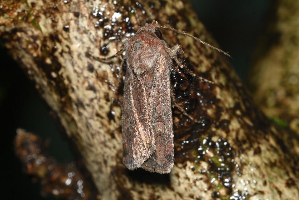 Euxoa tritici/nigrofusca/eruta
