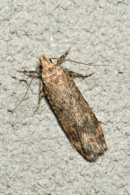 Pexicopia malvella - mályvalevél-sarlósmoly