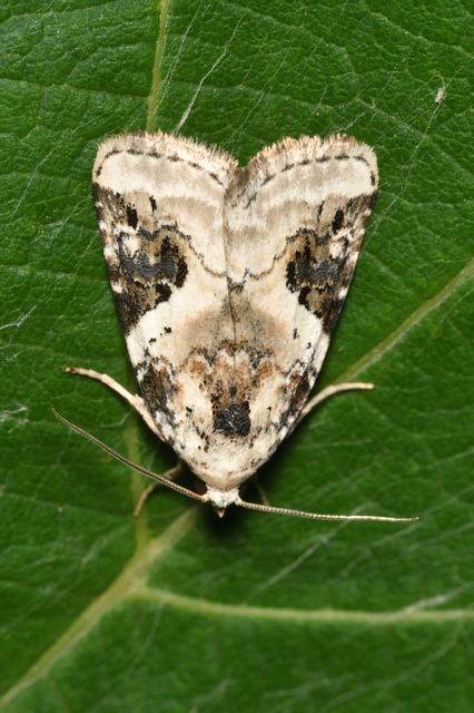 Pseudeustrotia candidula - fehéres apróbagoly