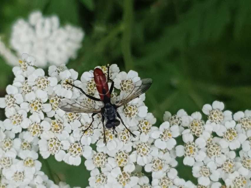 Cylindromyia bicolor