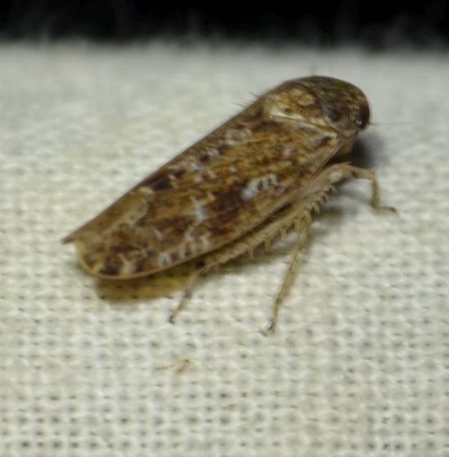 Deltocephalinae
