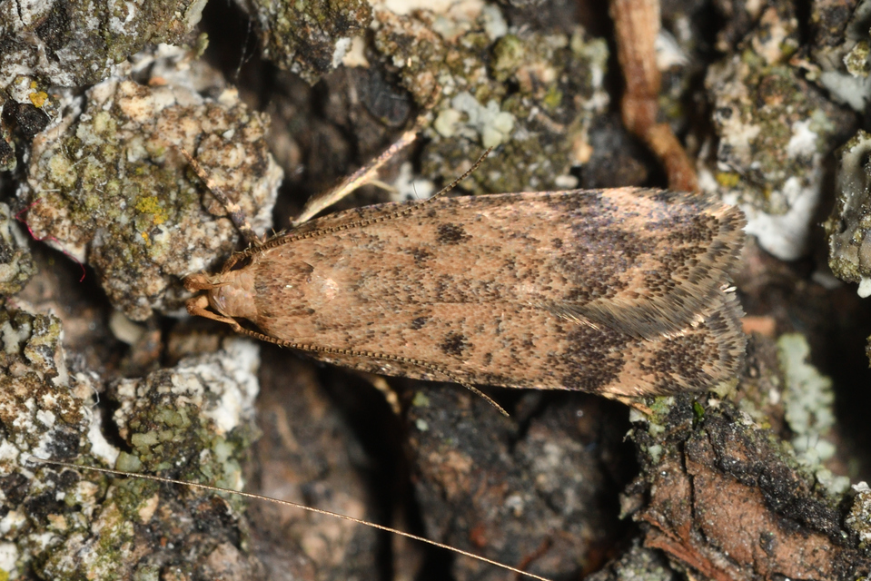 Pexicopia malvella - mályvalevél-sarlósmoly