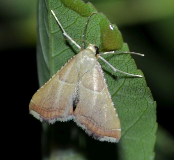 Endotricha flammealis - tüzesszárnyú fényilonca