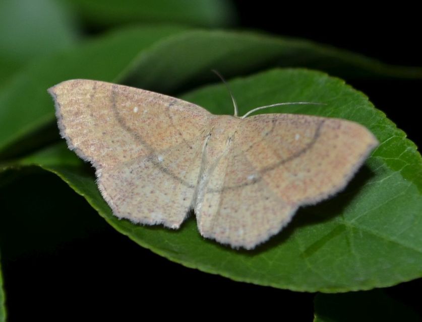 Cyclophora ruficiliaria - vörösrojtú pettyesaraszoló