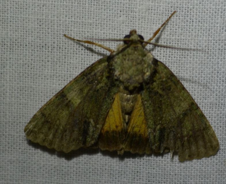 Polyphaenis sericata - selyemfényű erdeibagoly