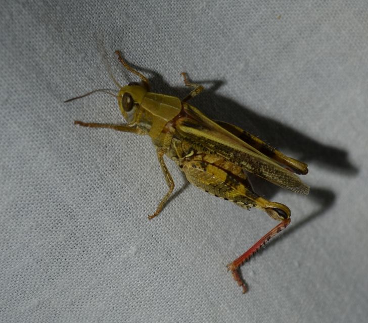Calliptamus italicus - olaszsáska
