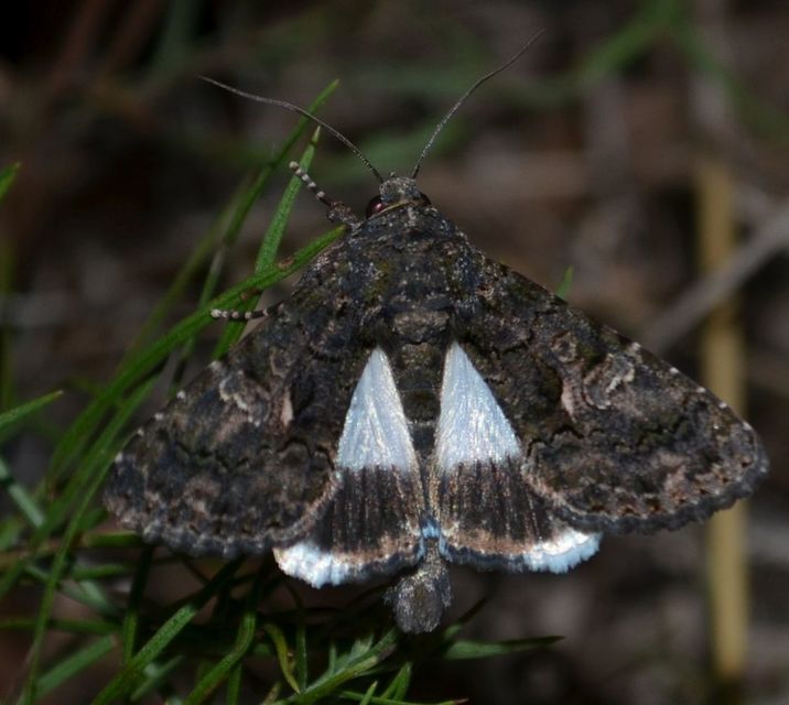 Anophia leucomelas - déli folyófűbagoly