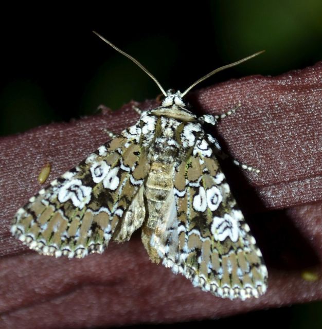 Lamprosticta culta - hármasfoltú bagoly