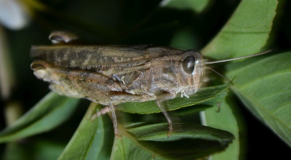Calliptamus italicus - olaszsáska