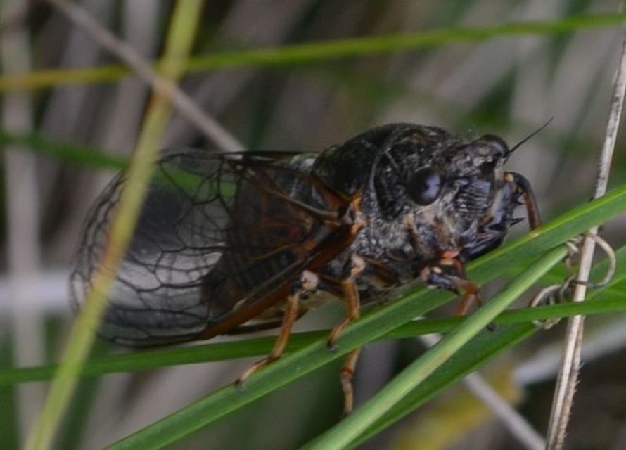 Tibicina haematodes - óriás-énekeskabóca