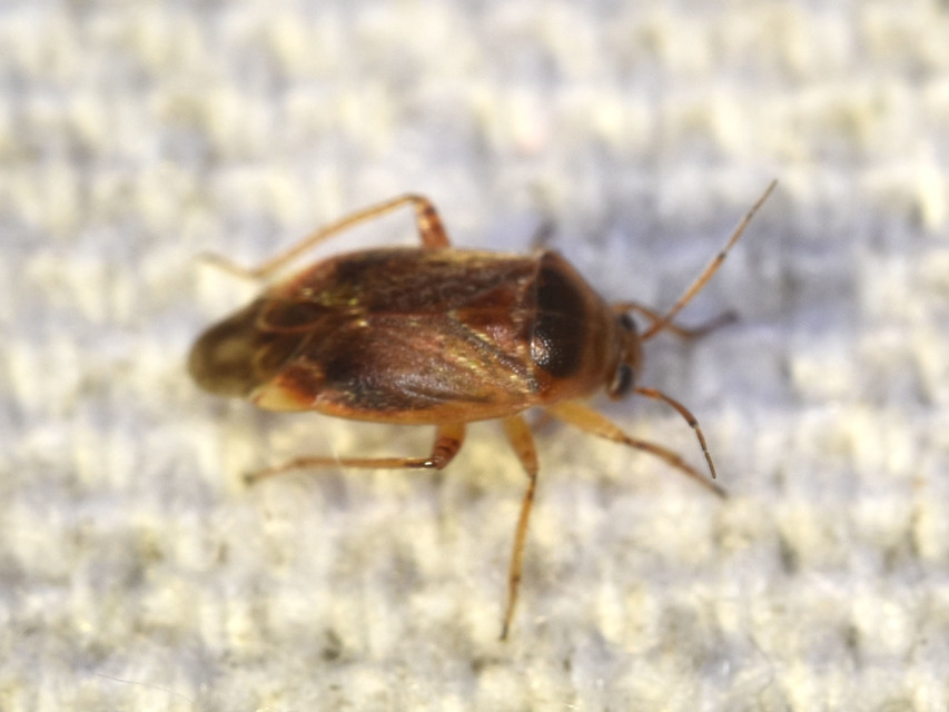 Agnocoris