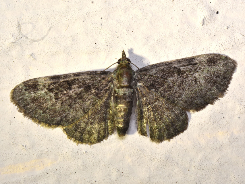 Pasiphila rectangulata - almavirág-araszoló