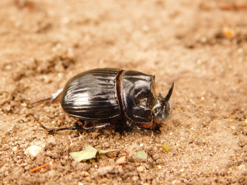 Copris lunaris - közönséges holdszarvú-ganéjtúró