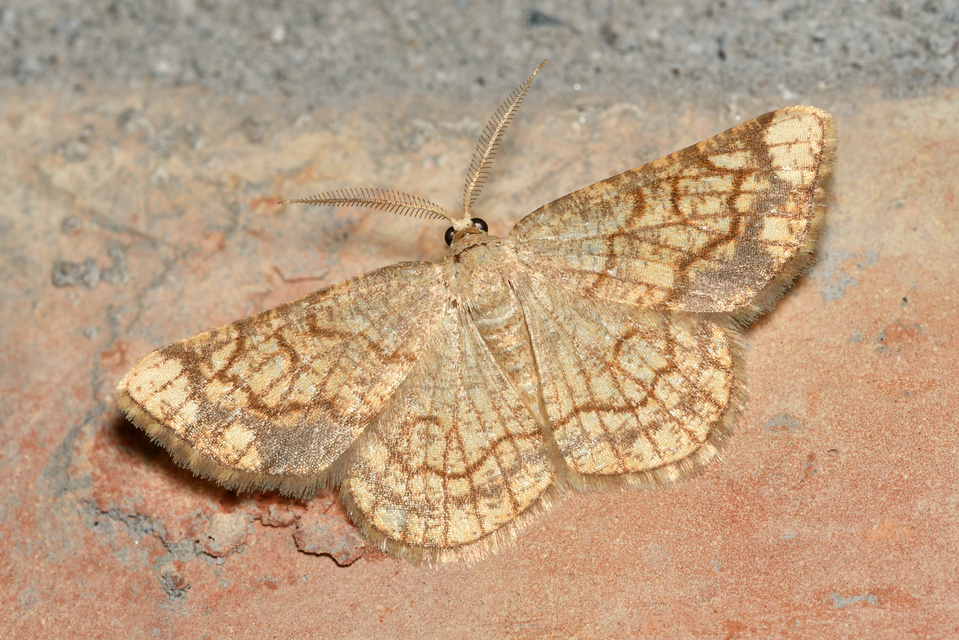 Stegania dilectaria - fehérnyár-araszoló