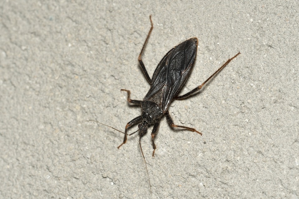 Reduvius personatus - szemetes zugpoloska