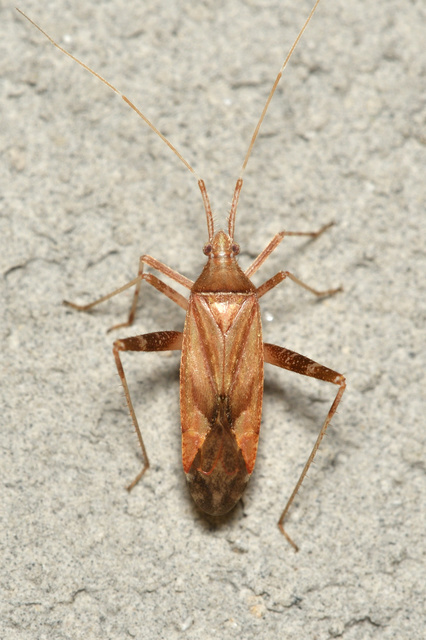 Phytocoris varipes - tarkalábú fapoloska