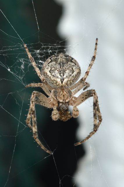 Larinioides ixobolus - ereszalji keresztespók