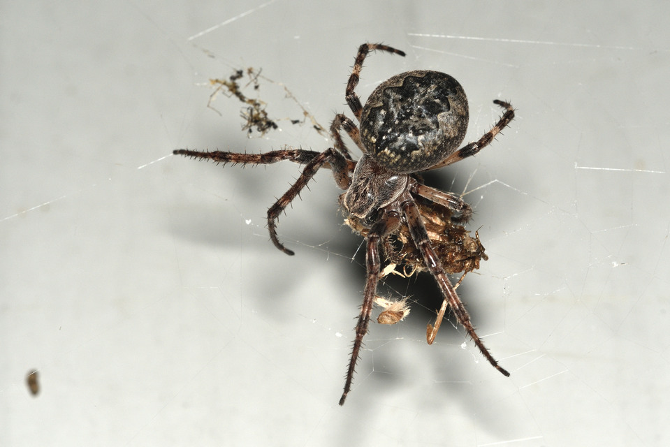 Larinioides ixobolus - ereszalji keresztespók