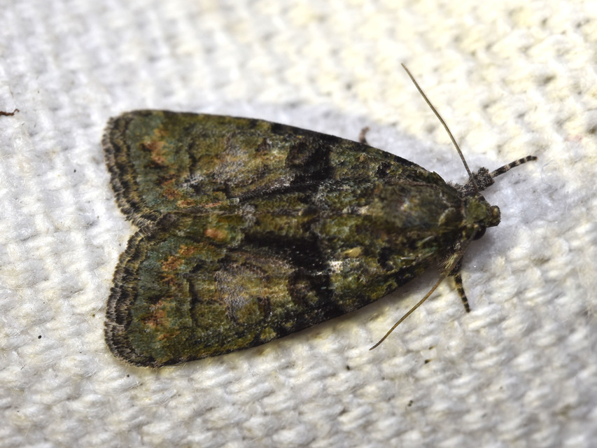 Cryphia algae - sárgászöld zuzmóbagoly