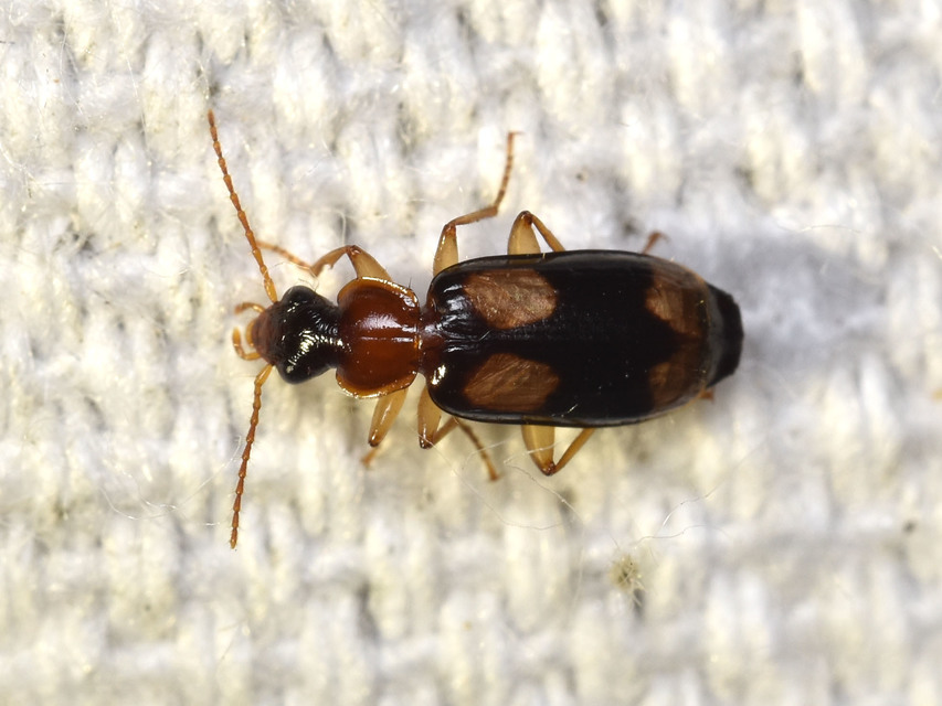 Dromius quadrimaculatus - négyfoltos kéregfutó