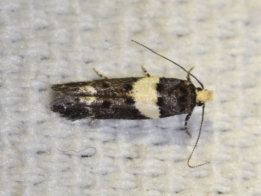 Recurvaria leucatella - nagy vörös-rügysodrómoly