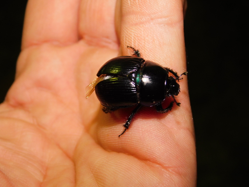 Anoplotrupes stercorosus - erdei álganéjtúró