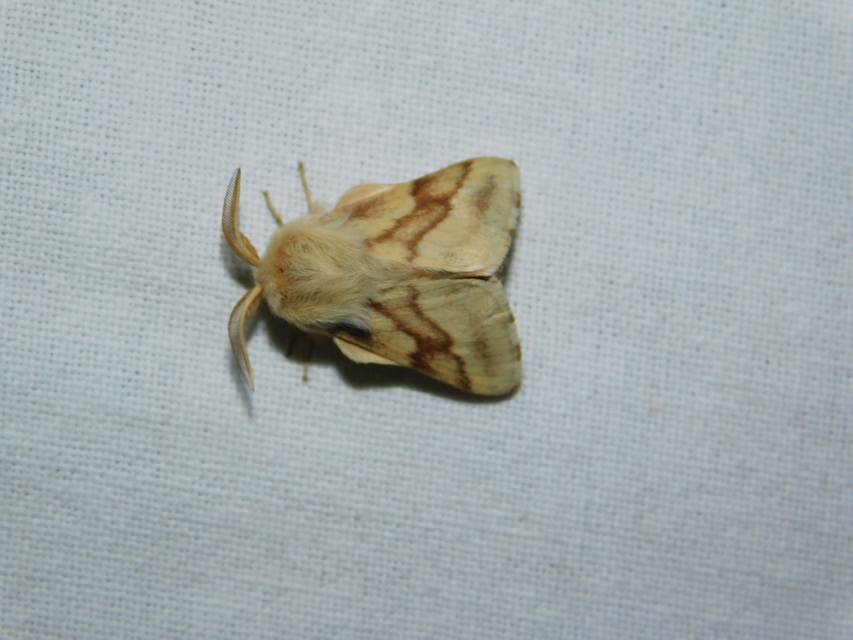 Malacosoma castrensis - kutyatejszövő