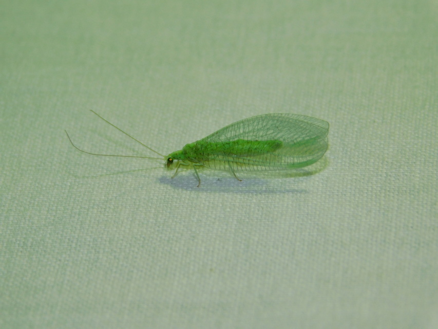 Chrysopidae - zöldfátyolkák