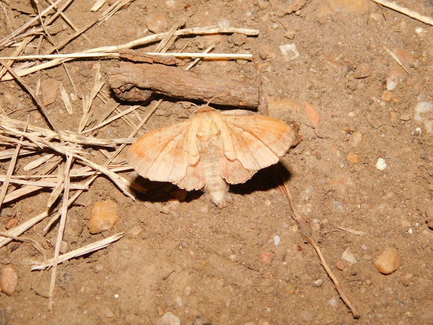 Phyllodesma tremulifolia - nyárlevélpohók