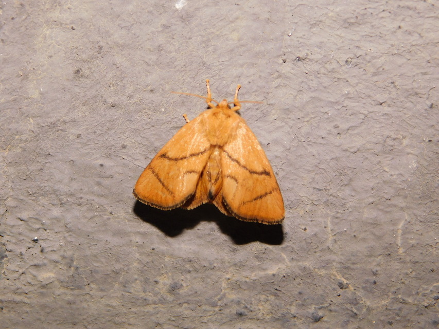 Apoda limacodes - kagylólepke