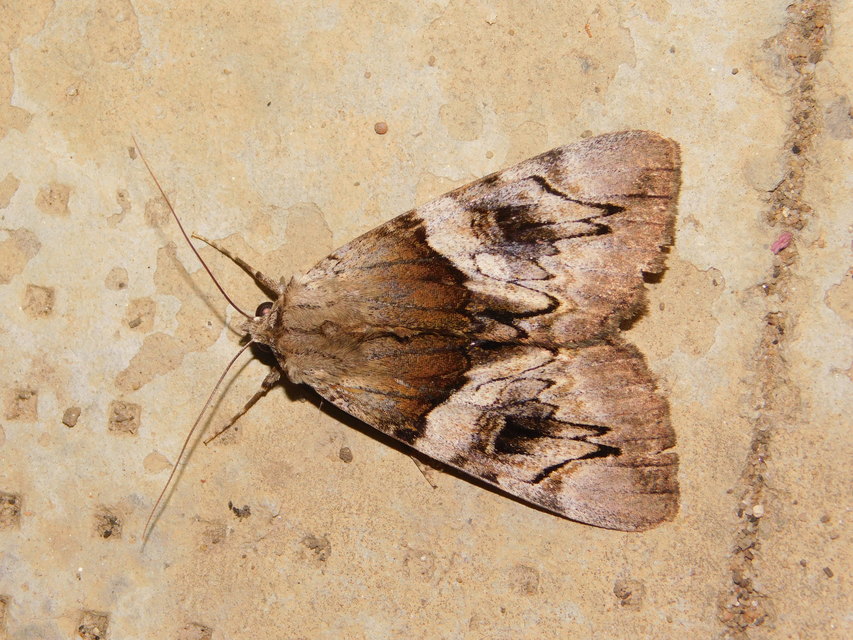 Catocala fulminea - galagonya-övesbagoly