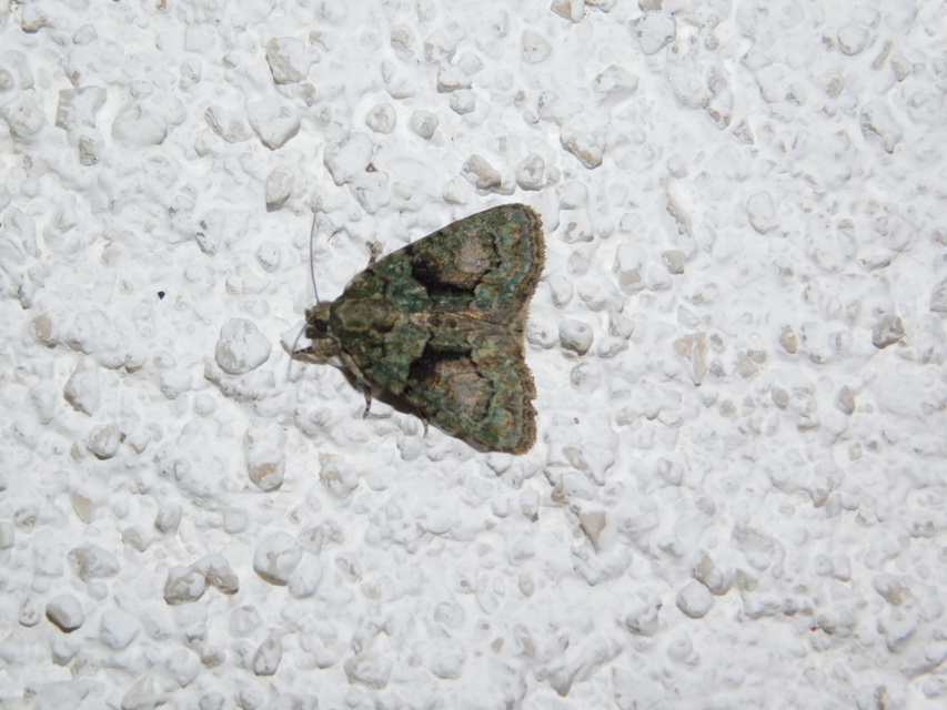 Cryphia algae - sárgászöld zuzmóbagoly