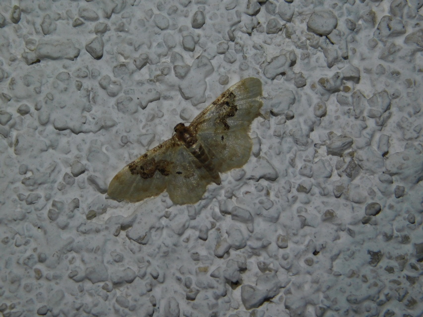 Idaea rusticata - tarka apróaraszoló
