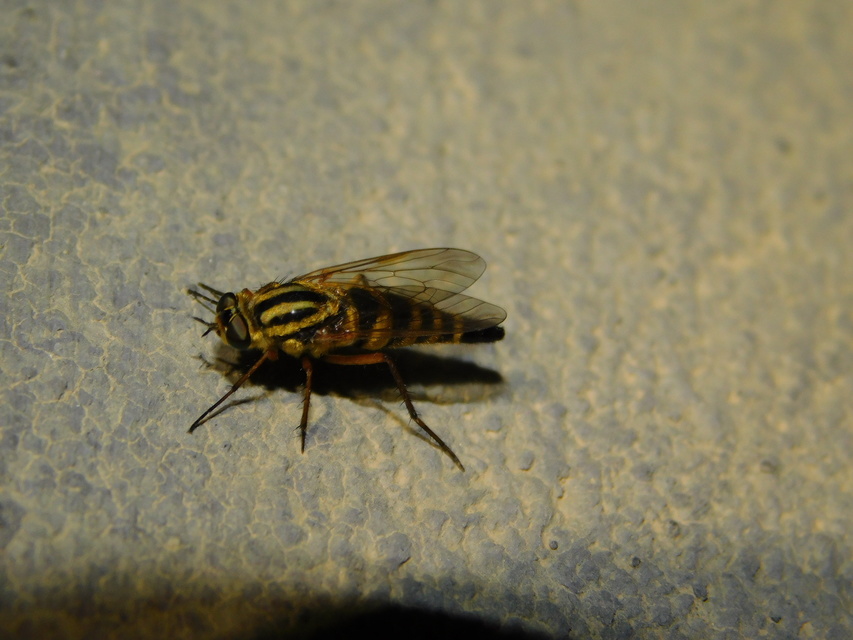 Thereva aurata - aranyos tőröslégy