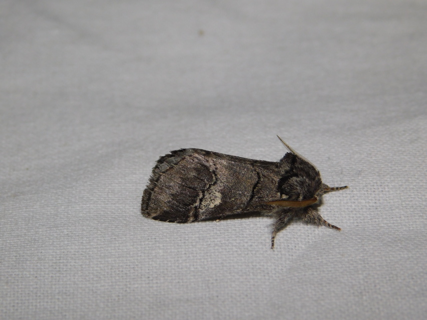 Drymonia querna - tölgyfa-púposszövő