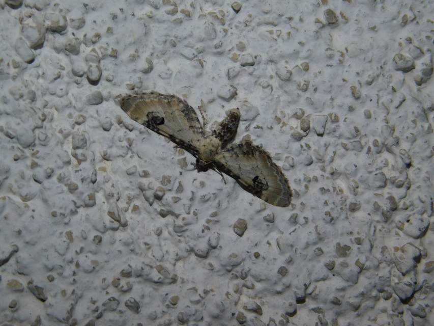 Eupithecia centaureata - búzavirág-törpearaszoló