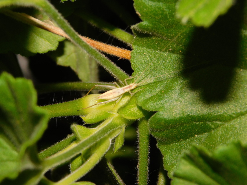 Oecanthus pellucens - pirregőtücsök