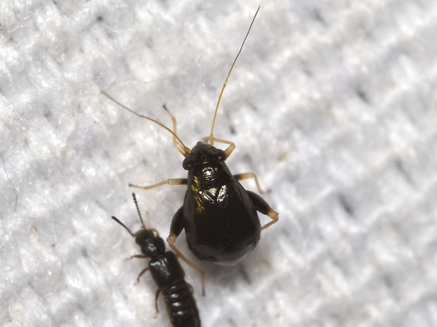 Halticus apterus - rövidszárnyú ugrópoloska