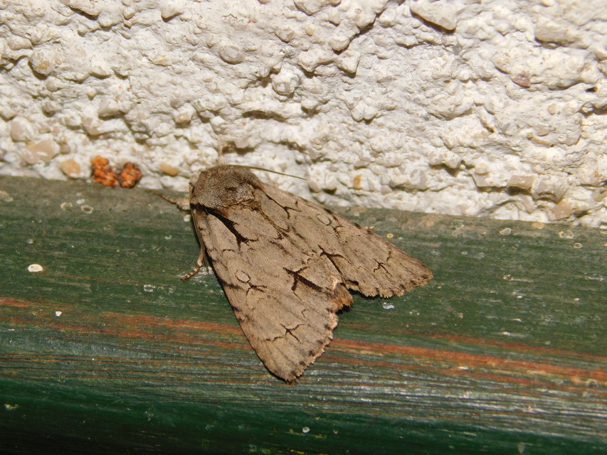 Acronicta cuspis/tridens/psi