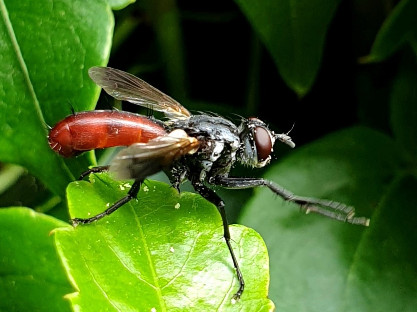 Cylindromyia bicolor
