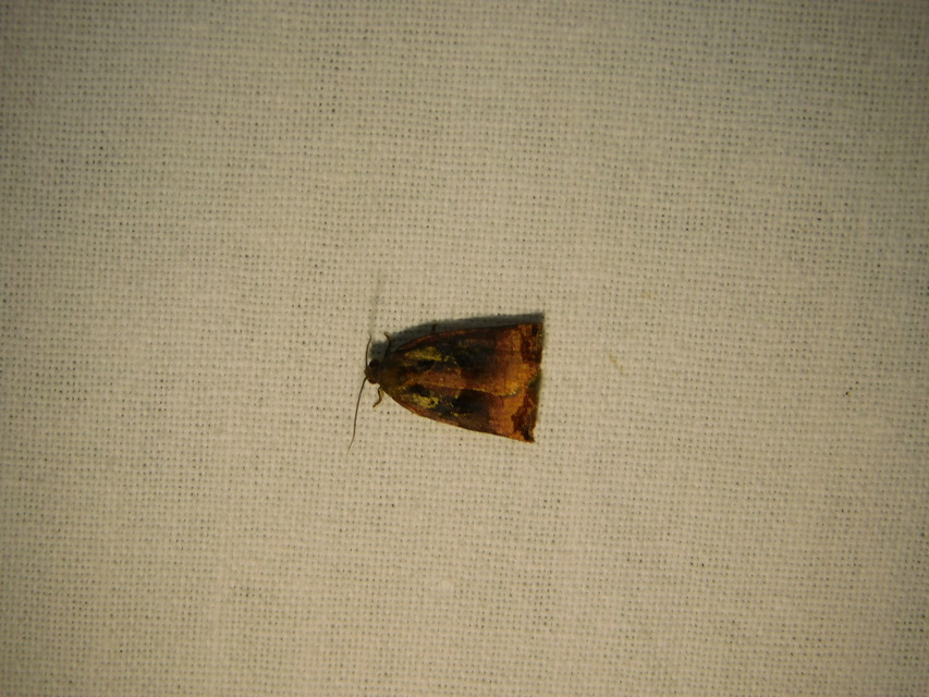 Archips podana - dudvarágó sodrómoly