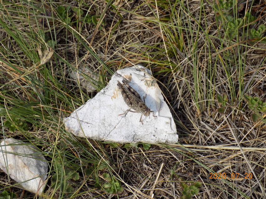 Calliptamus italicus - olaszsáska