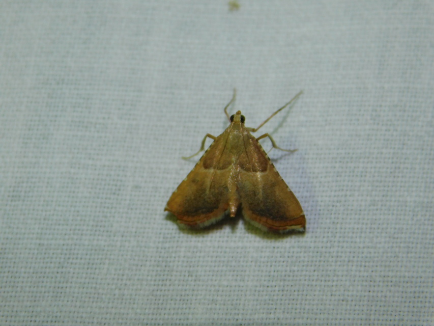 Endotricha flammealis - tüzesszárnyú fényilonca